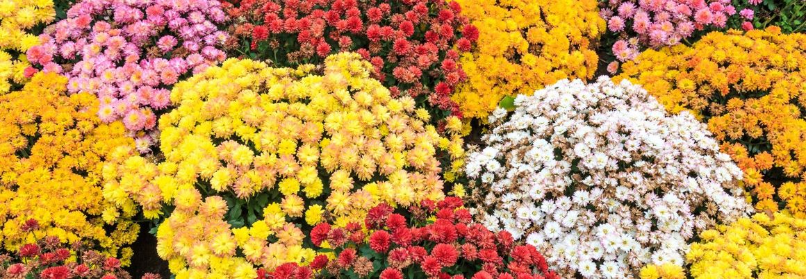 Viele Chrysanthemen in verschiedenen Farben